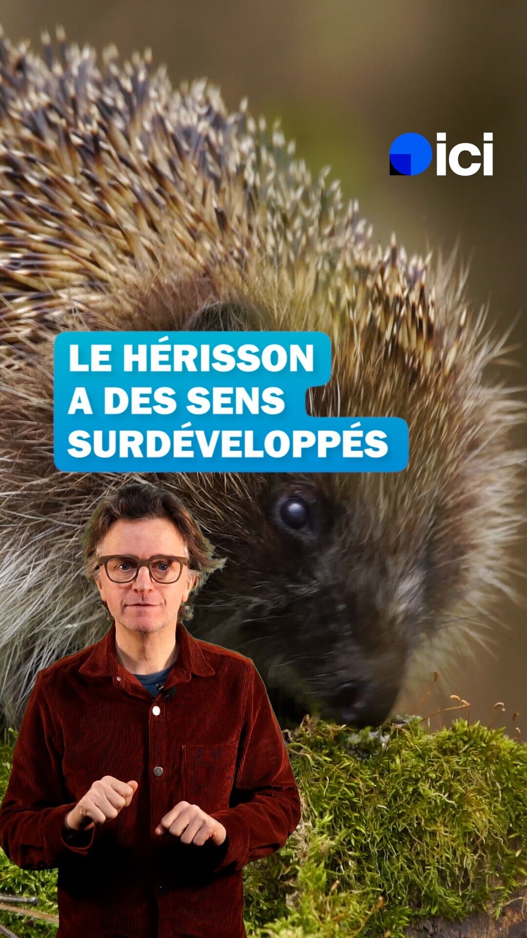 Le hérisson est un peu le super héros de nos jardins, il a des sens ...