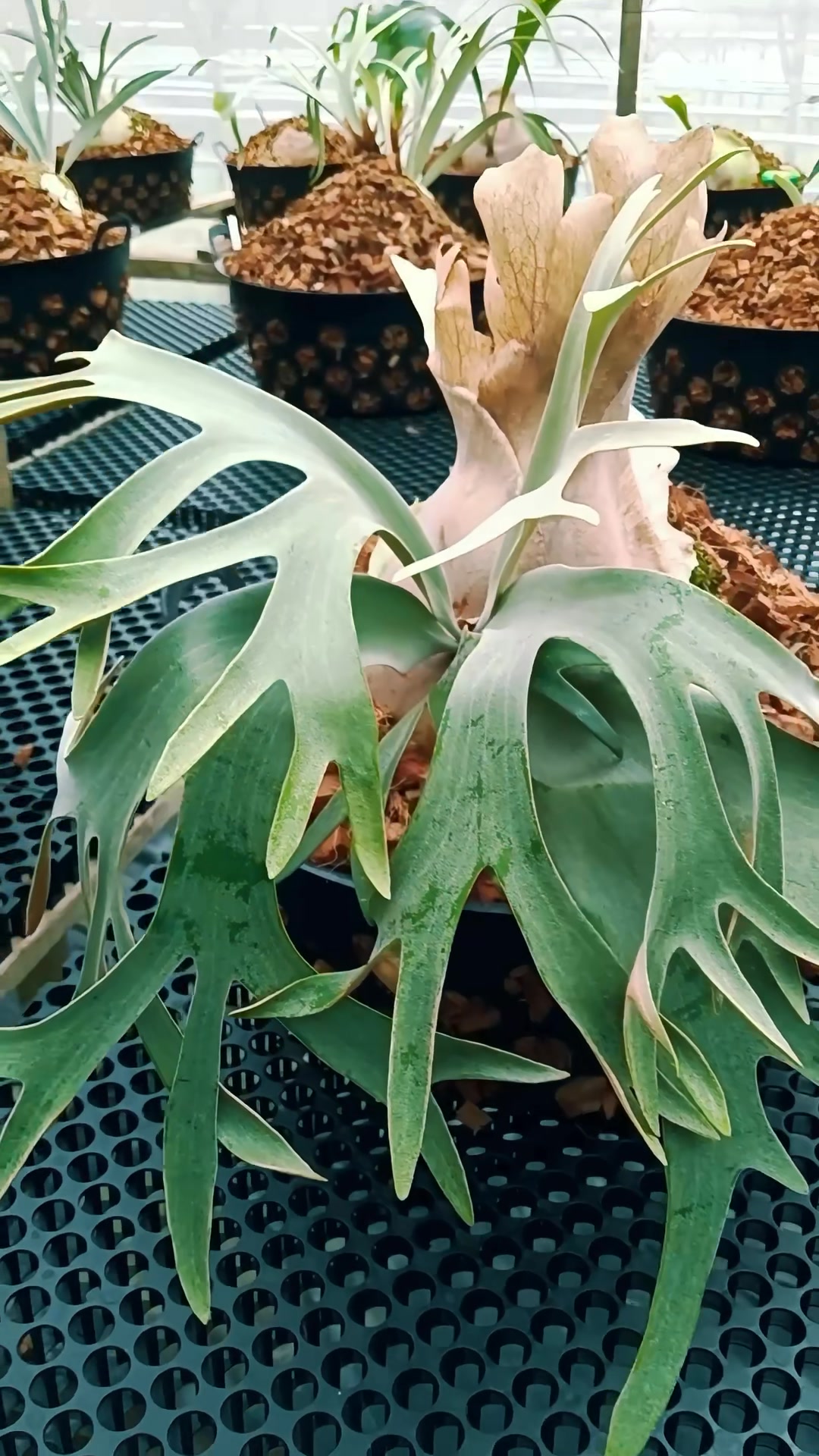 P. willinckii “Blue Queen” 藍后。 #十二田植栽 #鹿角蕨 #platycerium