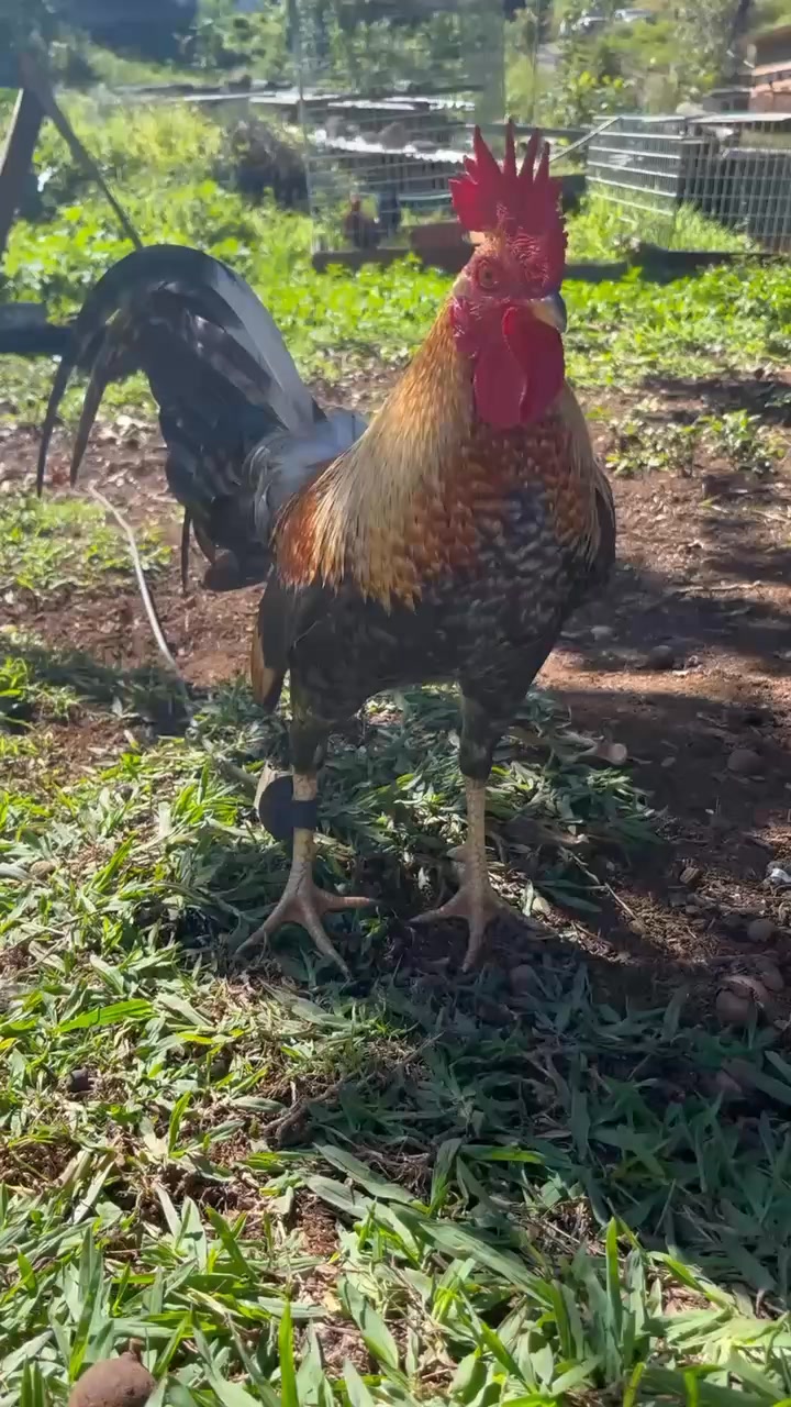 $175 • Hen Selling 2 spangle kelso hens $175 each Hens Chickens https ...