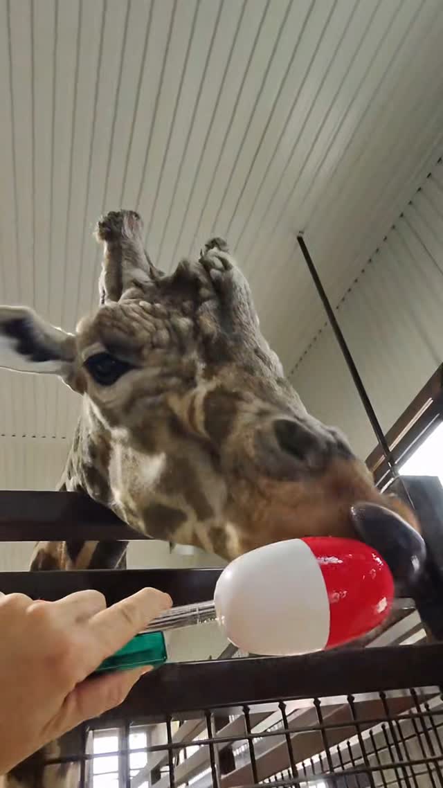 Trainer POV: Gerald Edition 🦒 Training is a fundamental aspect of our ...