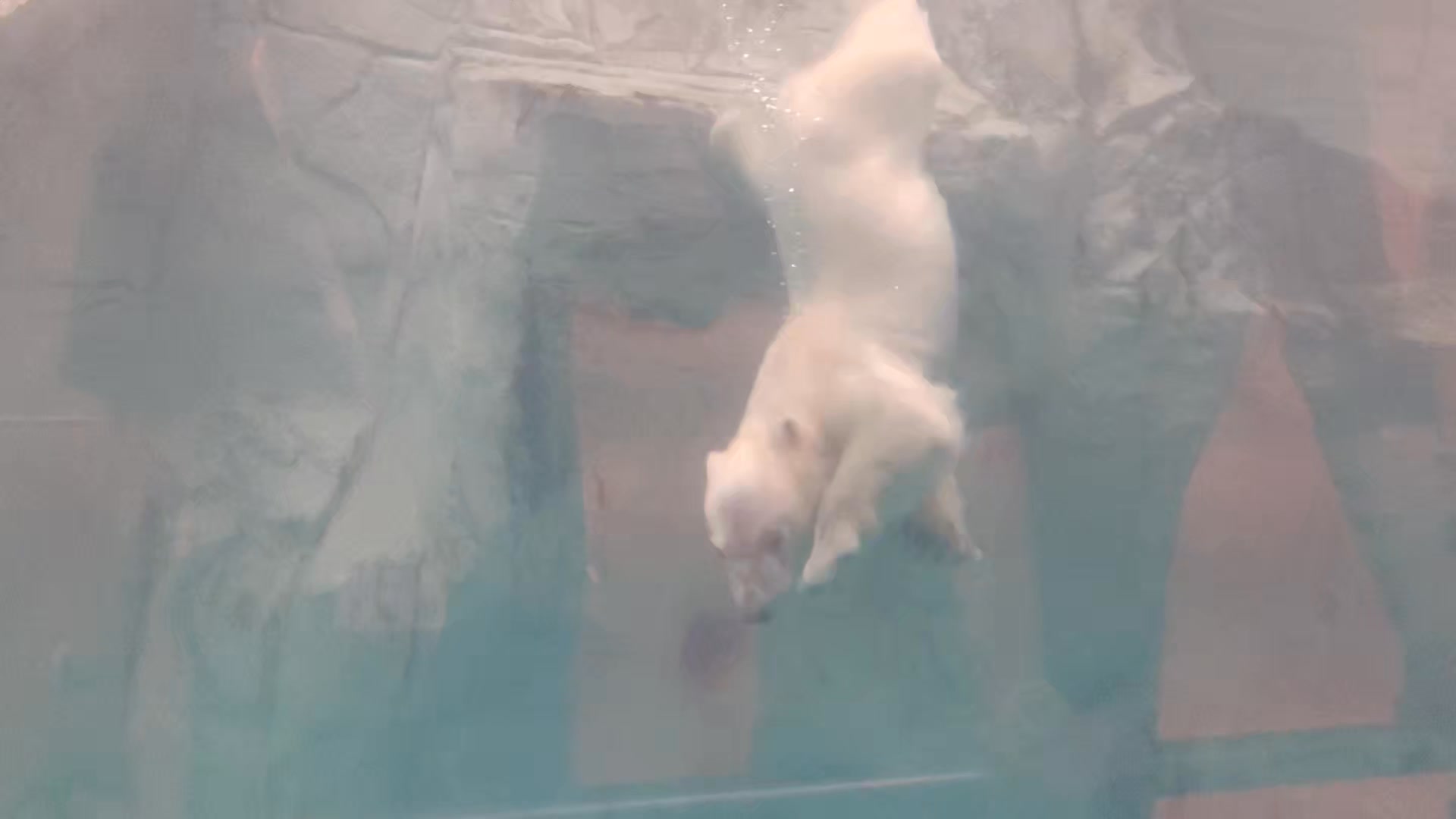 男鹿水族館GAO - 【アザラシ誕生記念☆】 ミュージアムショップには 