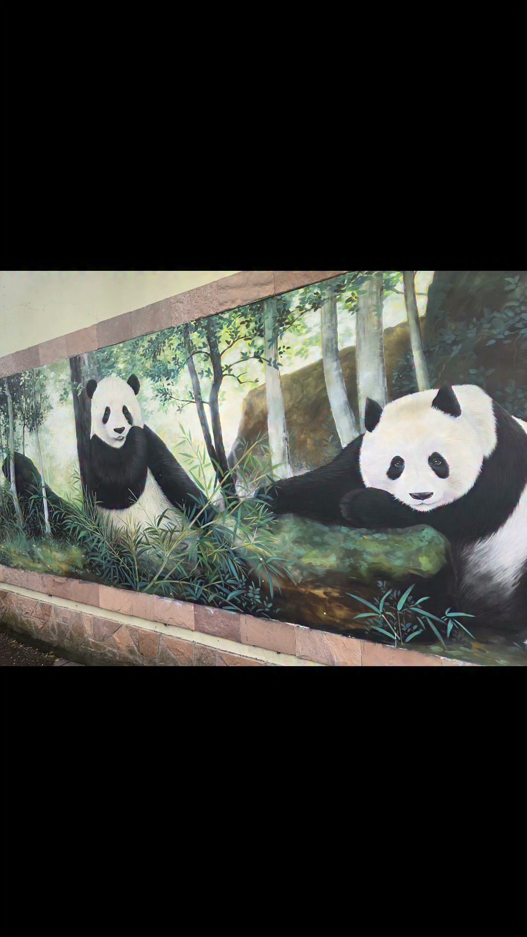 A giant panda living in Changzhou, east China's Jiangsu, loves