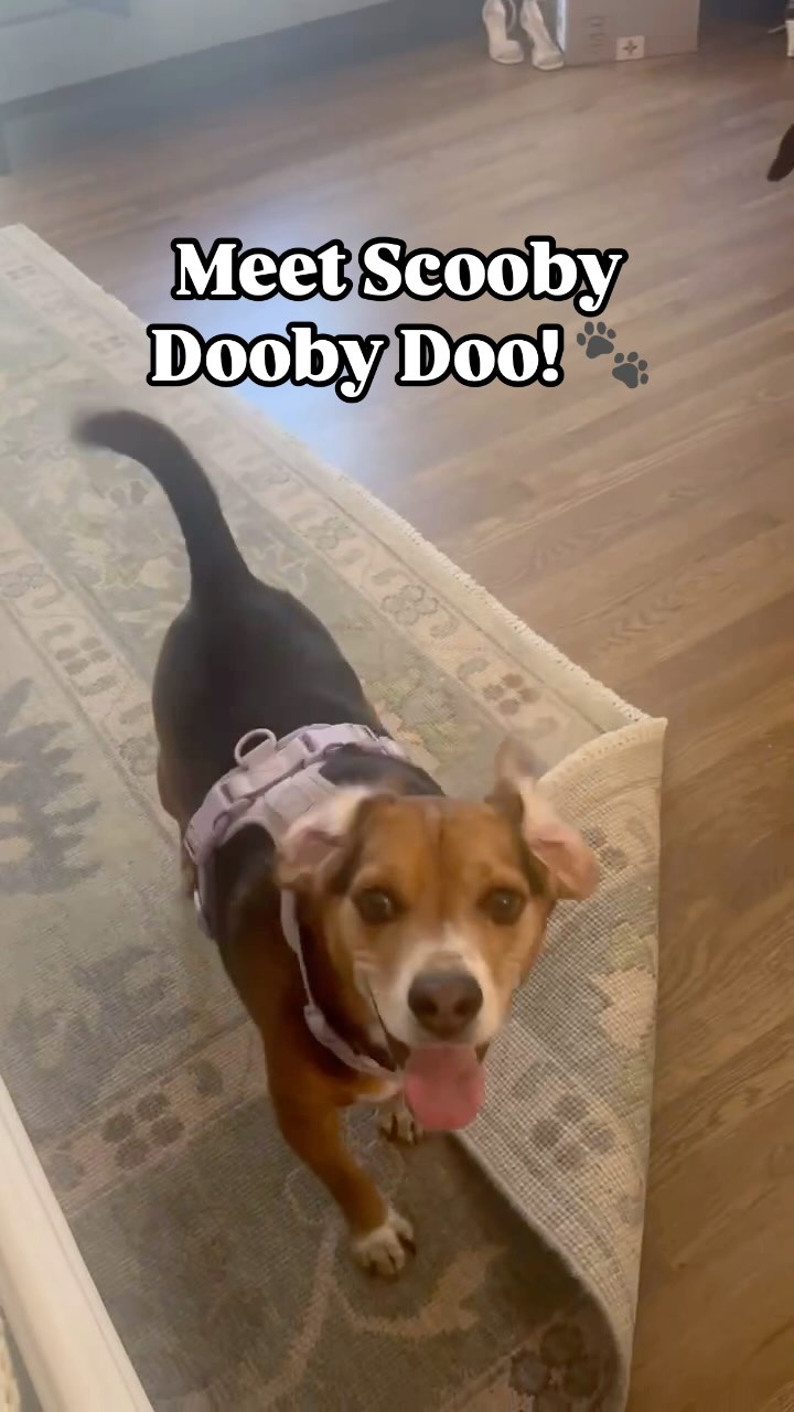 Meet Scooby Dooby Doo! 🐶🤎 This 5-year-old Beagle Mix is the sweet ...