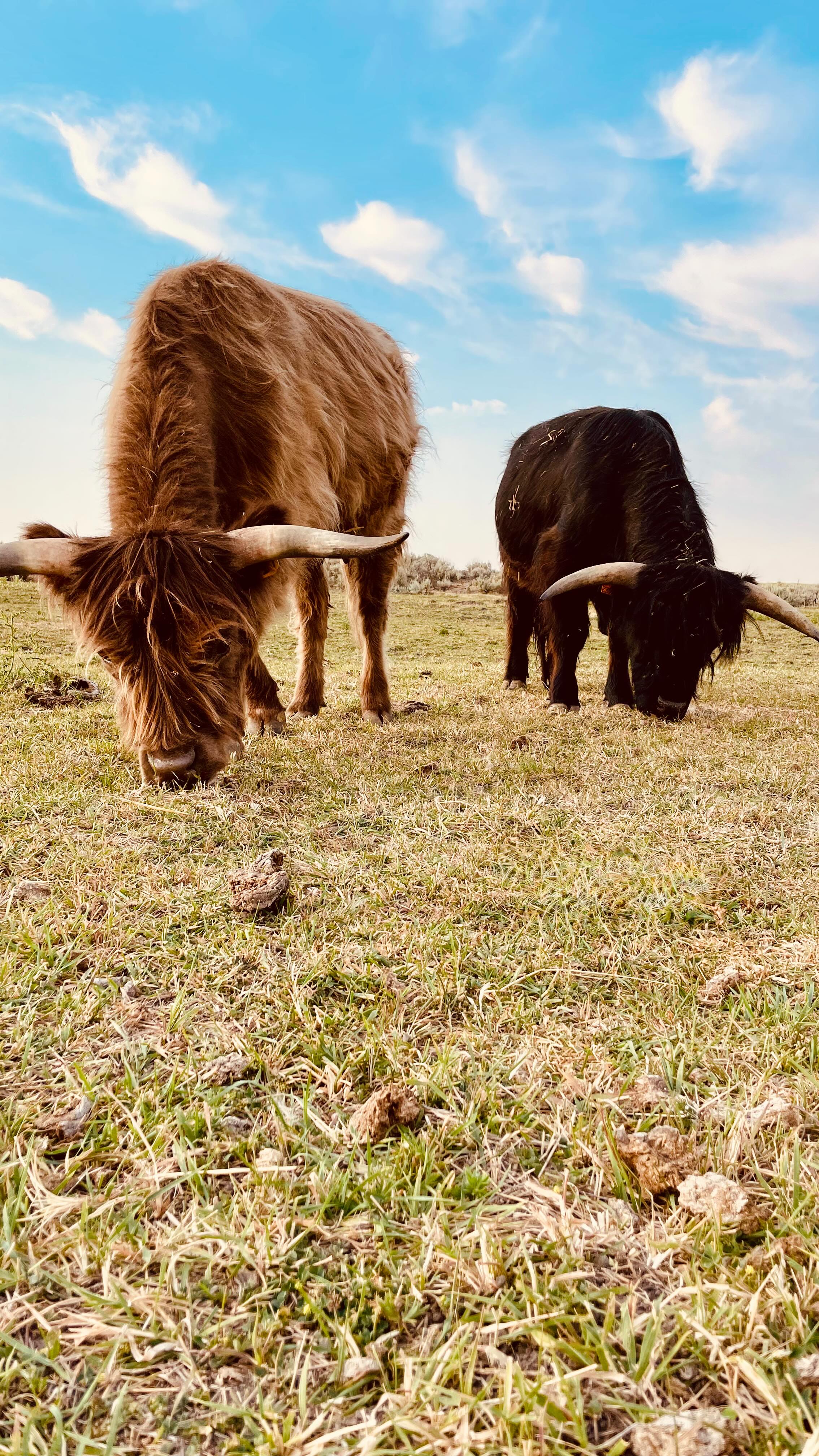 Unlocking the Mystery of Cattle Color Genetics: Homozygous vs ...