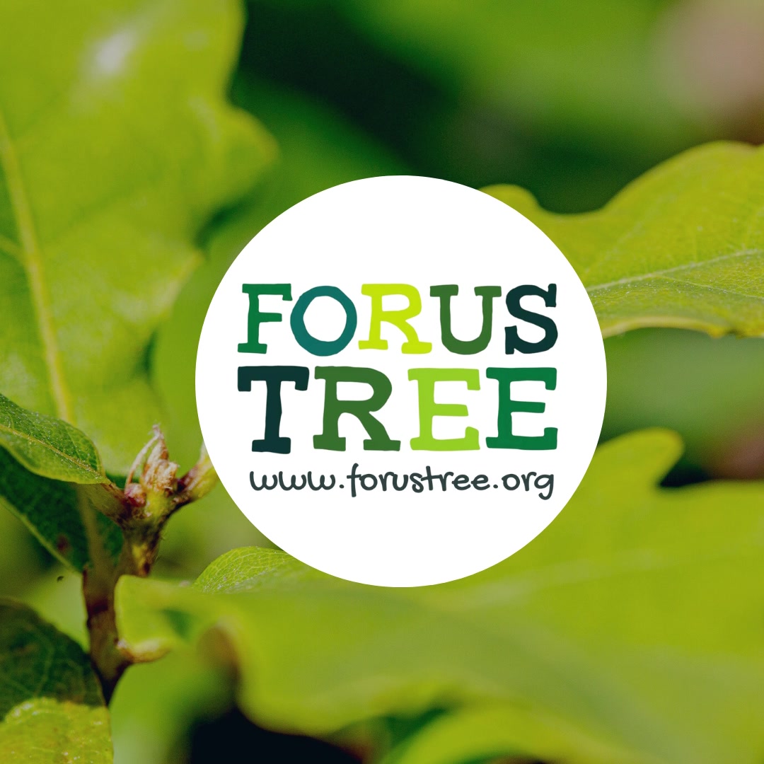 Forus Tree | Hebden Bridge