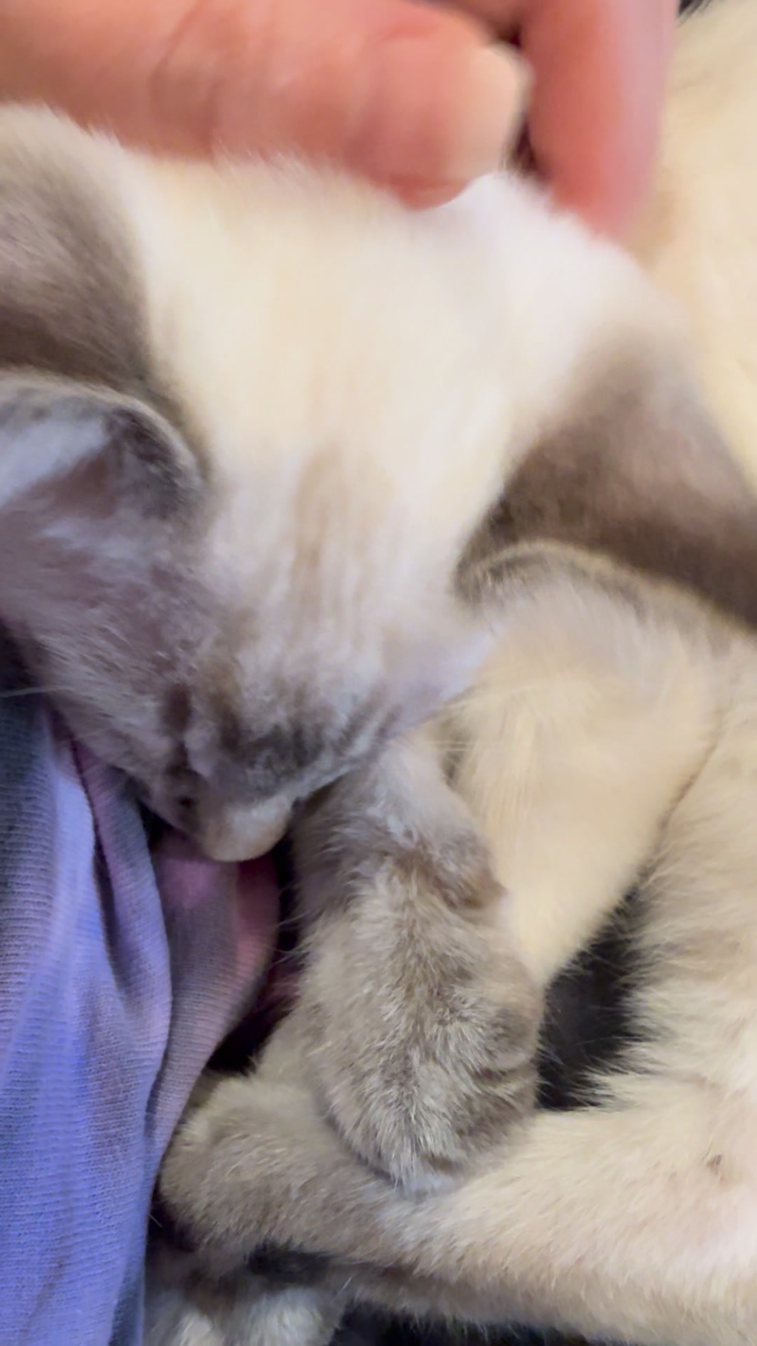 Photo inspiration: Gallery Detail: Fun Fact A Cat S Purr Is Therapeutic Because Its