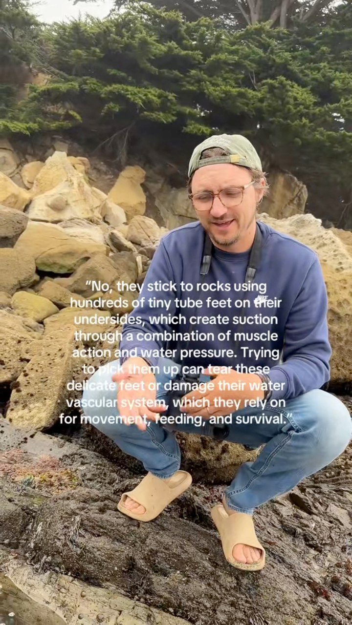 Tidepools are like tiny, living cities! Every rock, crevice, and puddle ...