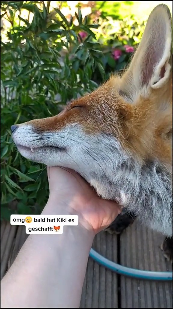 23_Kiki‘s new best friend🐸🥰 #kikithefox #kikifoxfamily #nopets #fox # ...