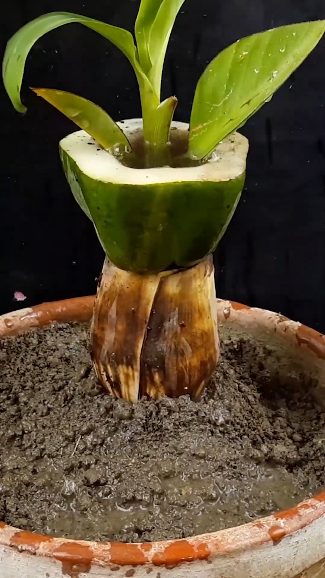 How to propagate lemon tree from cuttings || growing lemon tree from ...