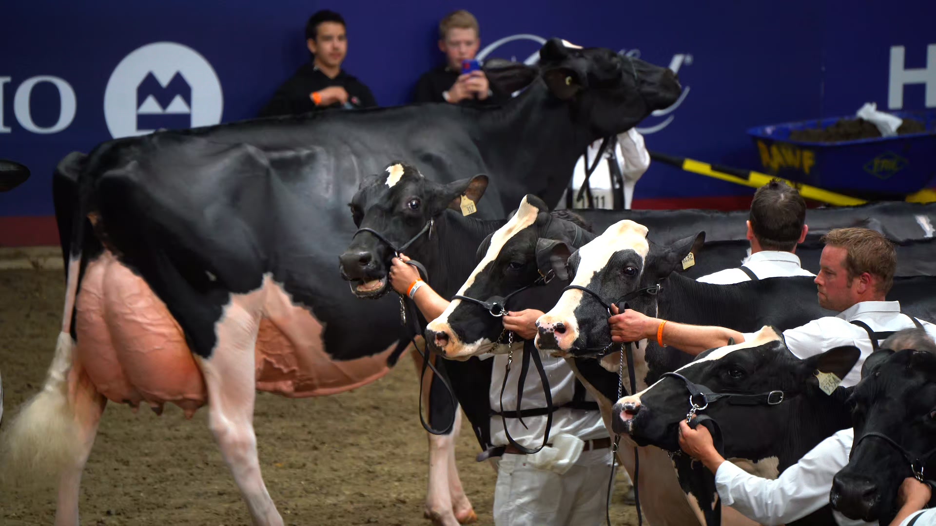 It may be just a small 60 cow tie stall barn to some, but it’s much ...