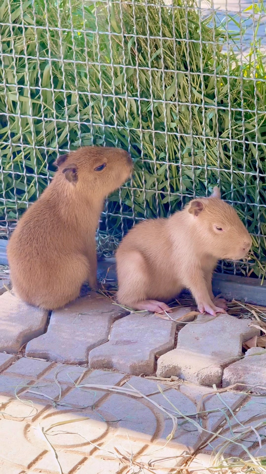 Baby capybaras 1 week | Momo Capybara and Coati Thailand - โมโม่ คาพีบา ...
