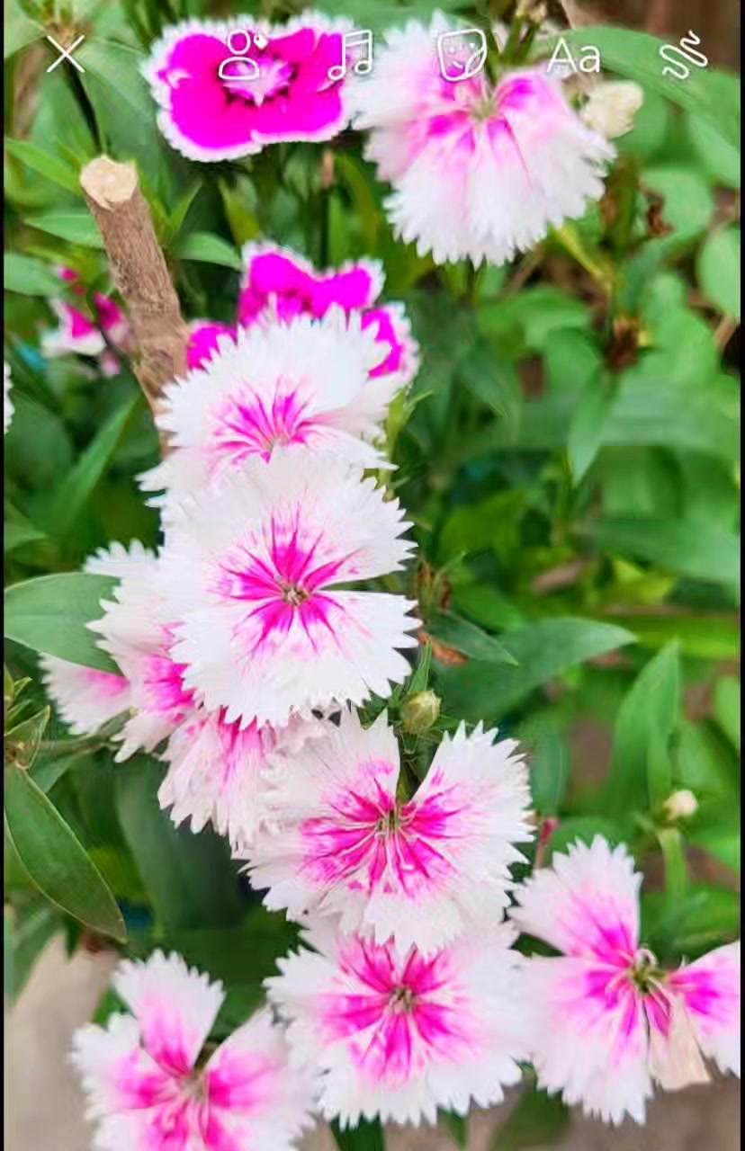 সৃজন Srijon