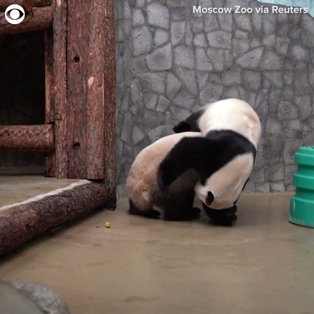 PANDA PLAY: Giant pandas Ru Yi and Ding Ding were seen playing