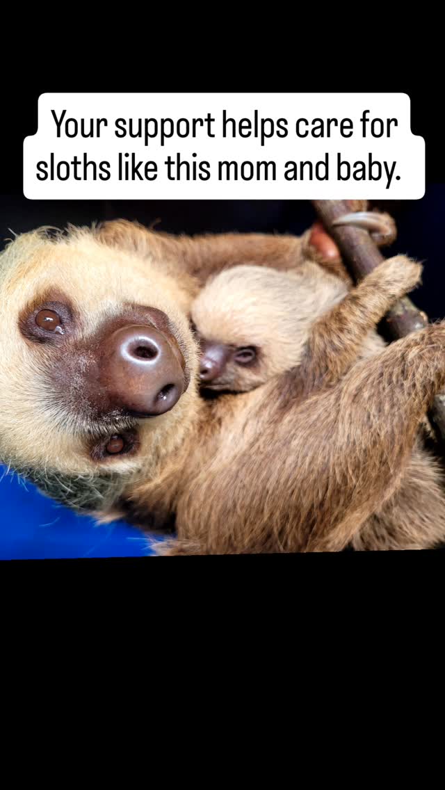 FREEDOM FRIDAY! Sloths need plenty of food trees and a canopy to move ...