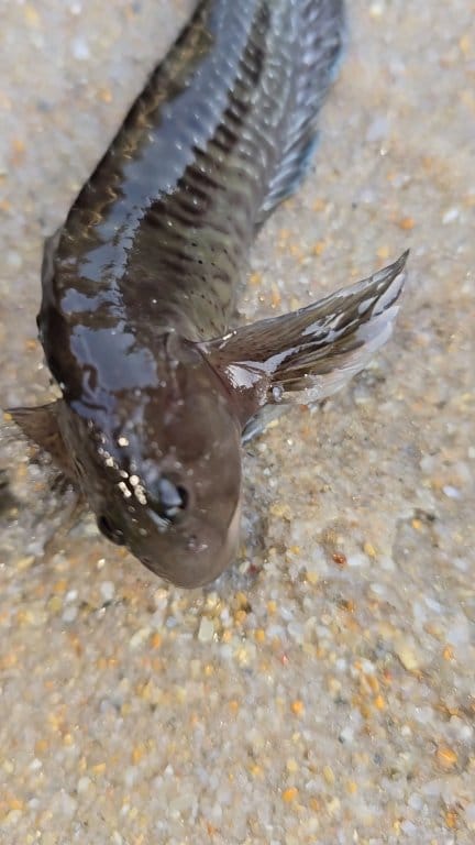 The strangest fish species | ismail_jlaida | Facebook