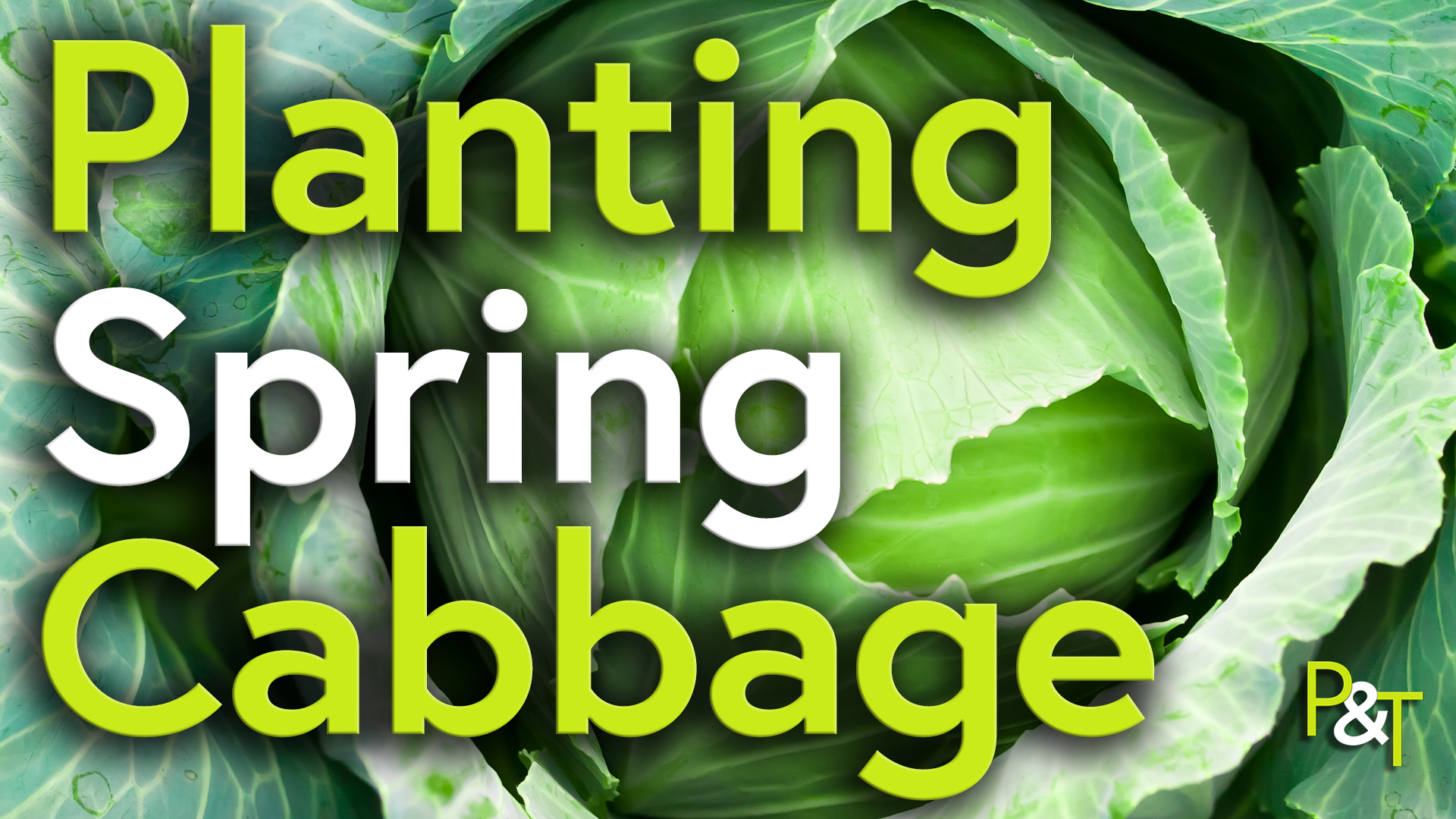 Our Spring Cabbage seedlings are ready, so into the garden with them ...
