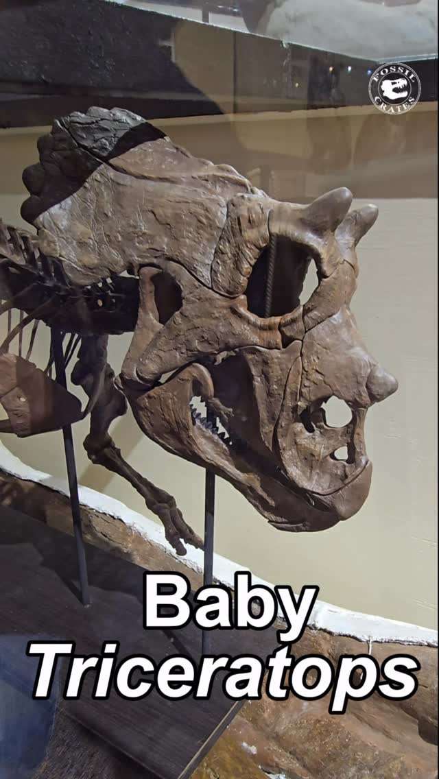 Tri-mendously Cute! The Badlands Dinosaur Museum in Dickinson