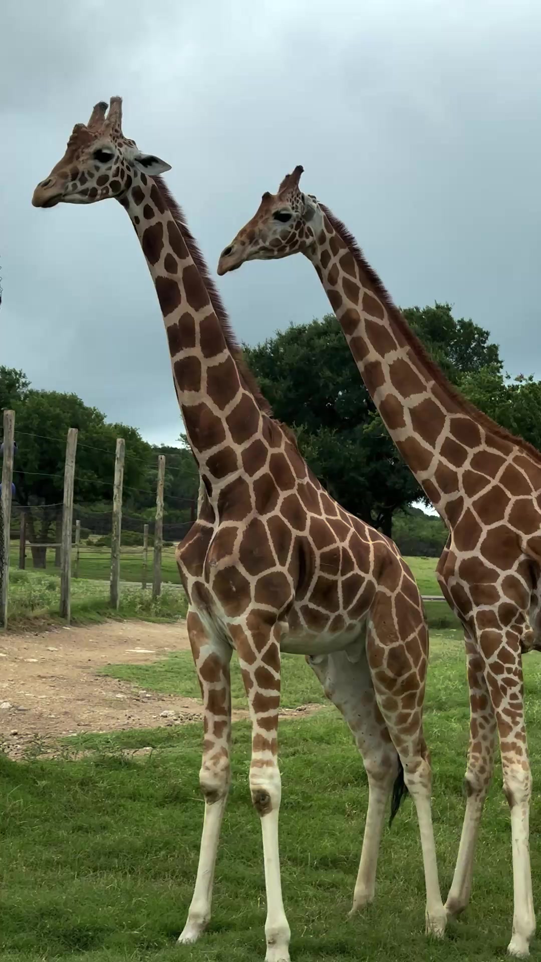 Necking means something different to giraffes. 🦒 Giraffe necking is a ...