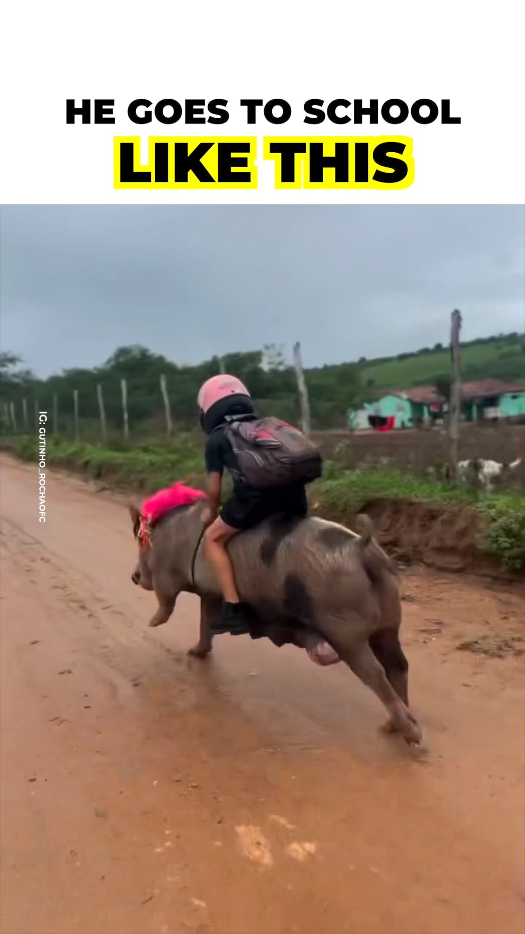 Positive - A video of a kid riding a pig went viral on... | Facebook