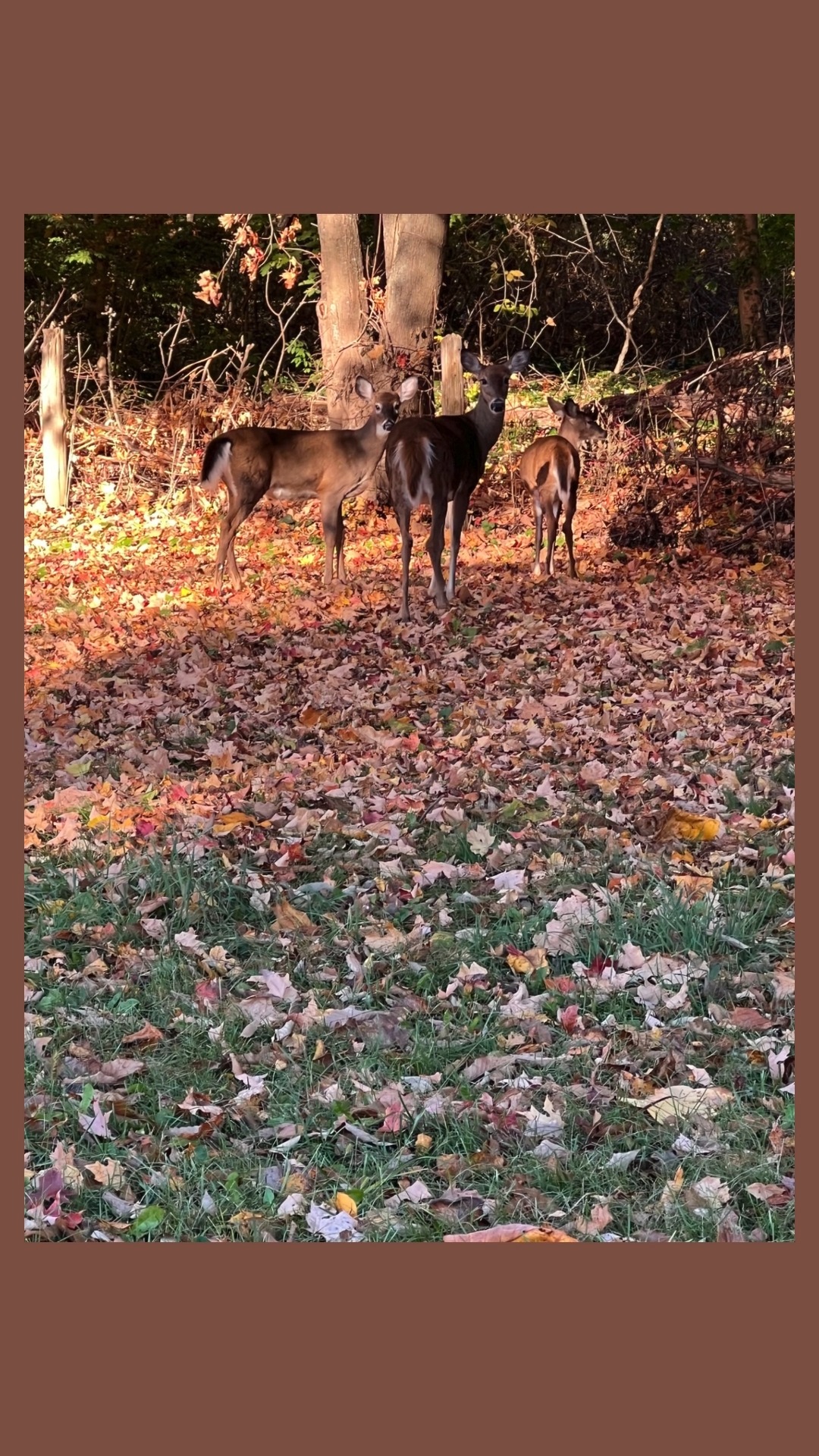 Nature never rushes, yet everything gets done. 🍂 A gentle reminder to ...