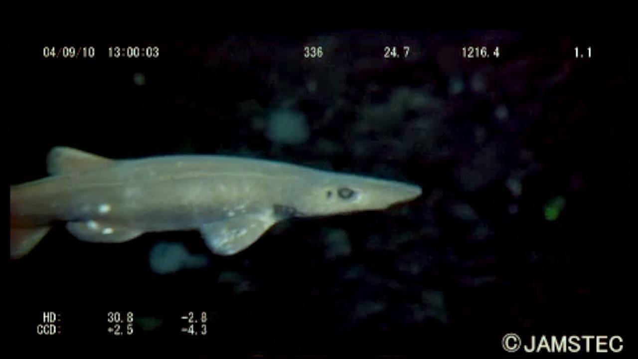 【値下げしました‼️】深海魚標本ヘラザメ 深海魚標本ヘラザメ 深海魚標本ヘラザメ 深海魚標本ヘラザメ 深海魚