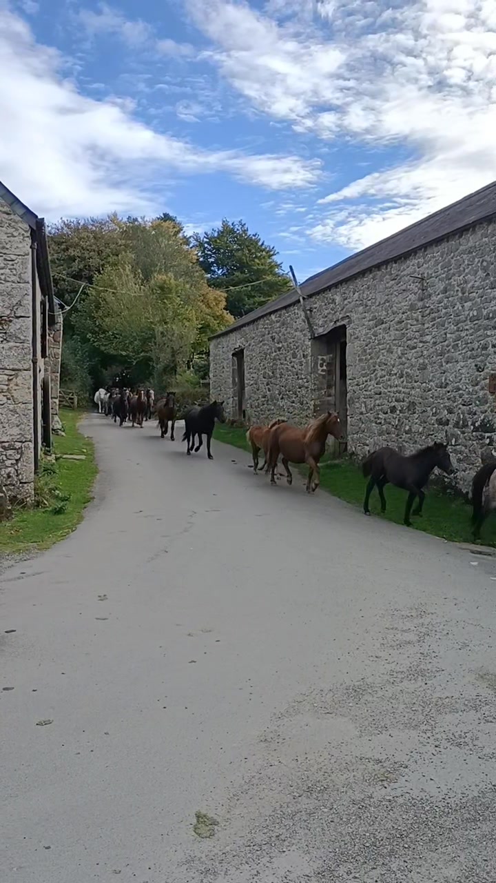 The drift ponies, coming down off the hill. Check out some traditional ...