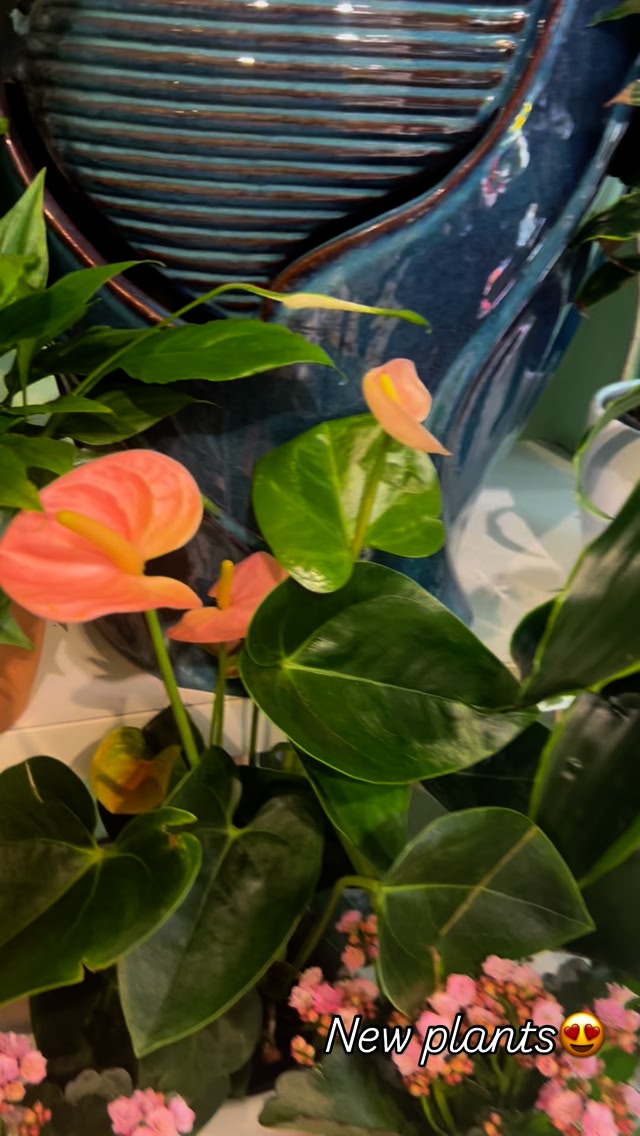 Heute sind wieder viele neue Pflanzen eingetroffen!!! Ausgefallene Blühpflanzen, robuste Grünpflanzen, Kleine und Große für alle was dabei😉, #blumenursprung #blumenursprungfrankfurt #florist #flowers