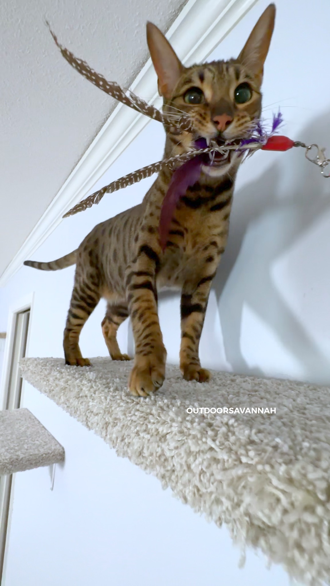 She's so proud of herself 😂 carries the toy away #rajaanddavid #cat ...