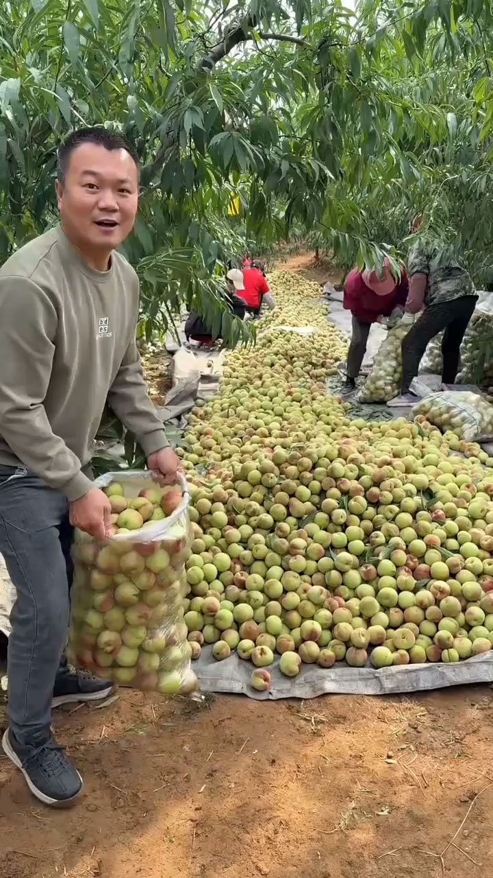 刚从树上摘下来的新鲜秋蜜桃，个个脆甜多汁！你们喜欢吃脆桃还是软桃呀