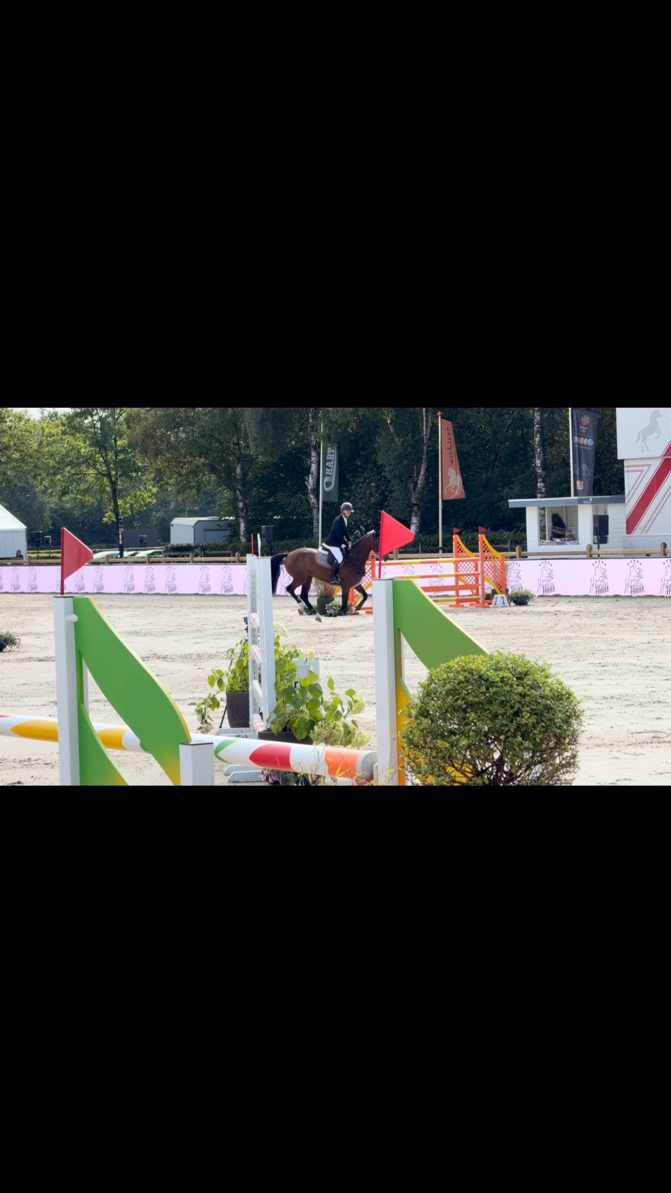 T.Oshuaia Z 🍀 7yo mare | King Toulon Z x Cantos Three days. Three