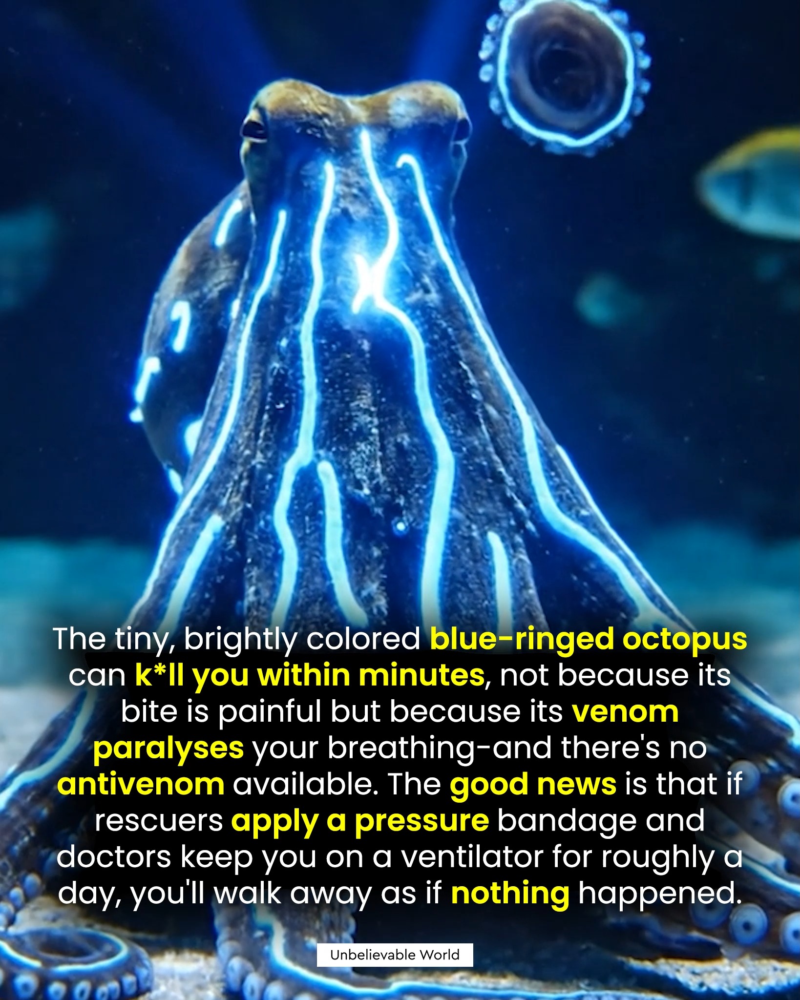 Beautiful but Deadly: The Blue-Ringed Octopus 🐙💙 Don’t let its size ...