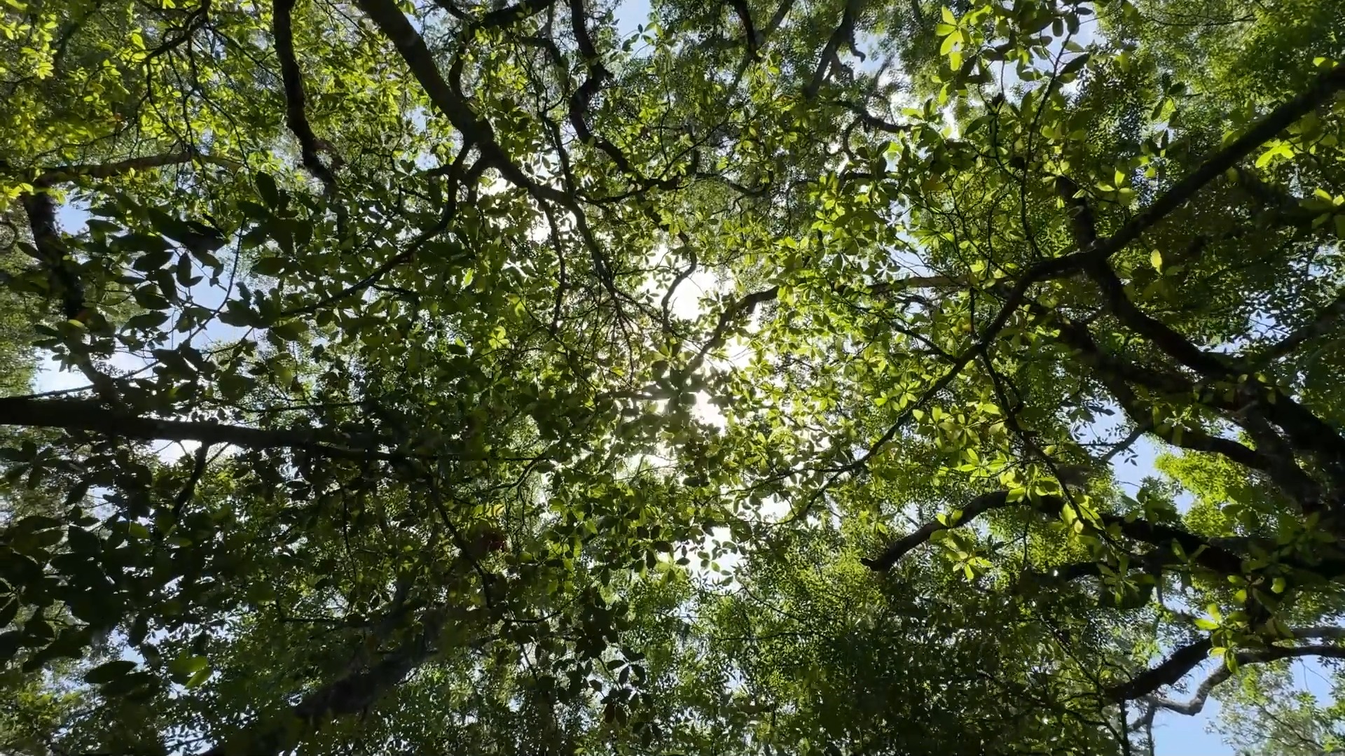 🌳With the cooler temperatures we are experiencing, now is a great time ...