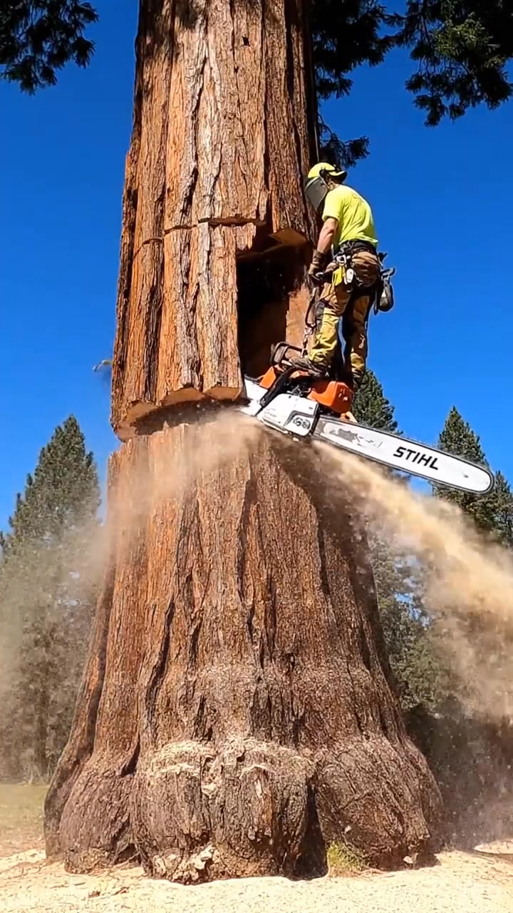 #reelsvideo #cutting #trees #shorts #short | Tree Cuts | Facebook