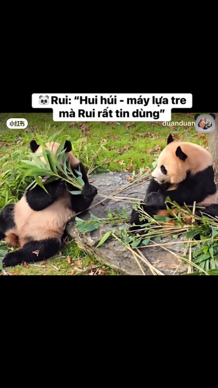 “Đúng là bõ công Rui chăm nom, cho nó tuti; giờ nó phải lựa tre cho Rui ...