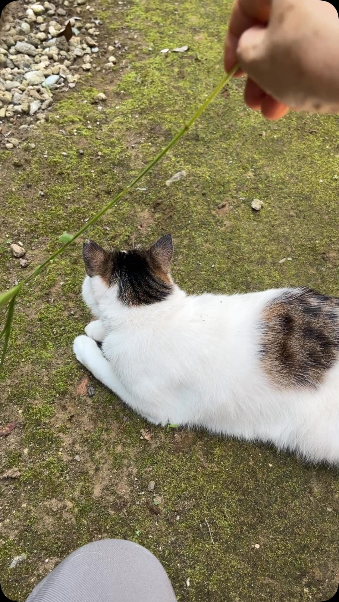 ここねここ (@coconekoko) • Facebook
