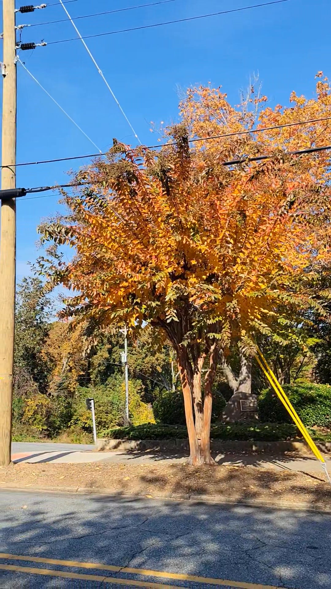 Fall colors on Melrose Avenue. | Lili Dobbyn | Facebook