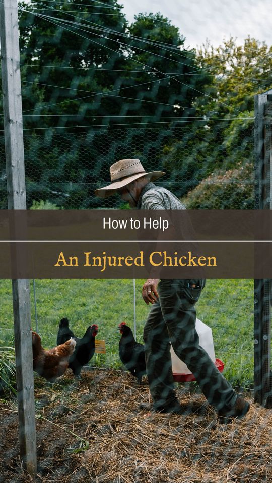 What are your best tips for helping an injured chicken from your ...