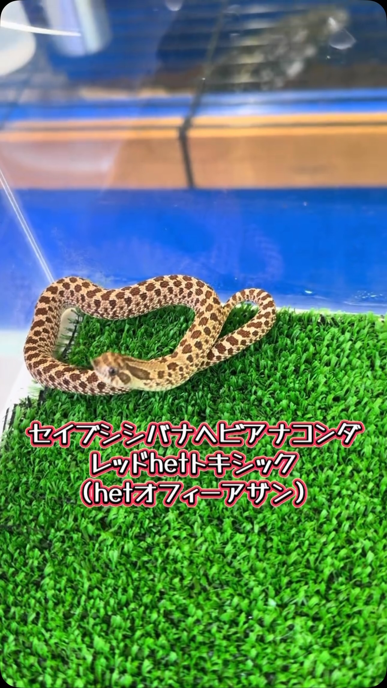 AQUA FISH | Gamo-gun Shiga