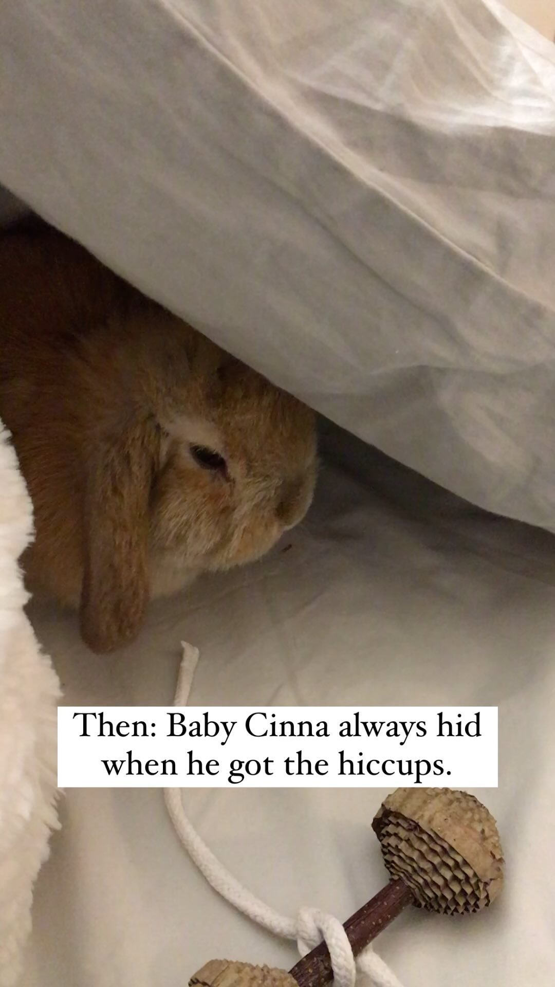 Throwback Thursday hiccups. #bunny #rabbit #hollandlop #bunnies # ...