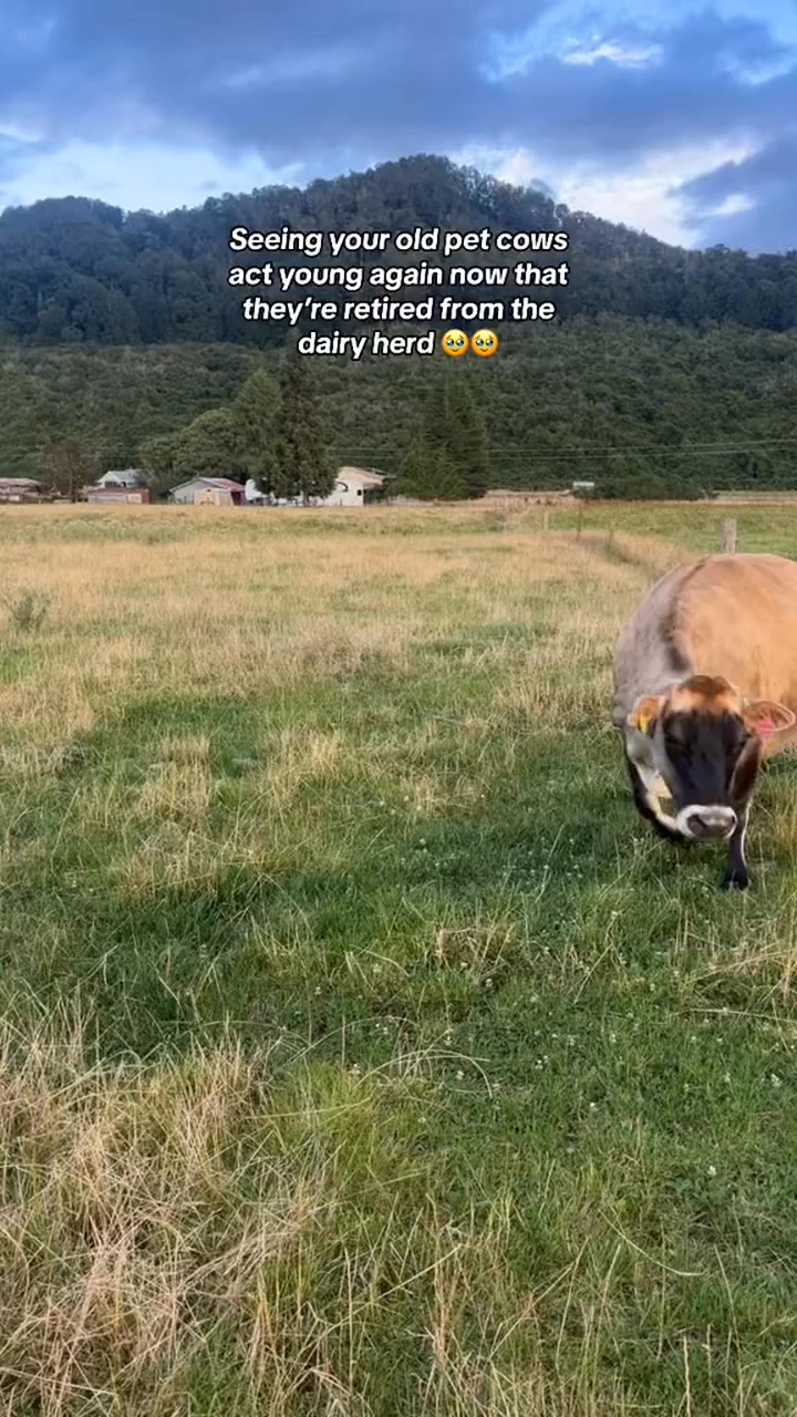 My cows are finally here!! | Cowsofnewzealand | Facebook