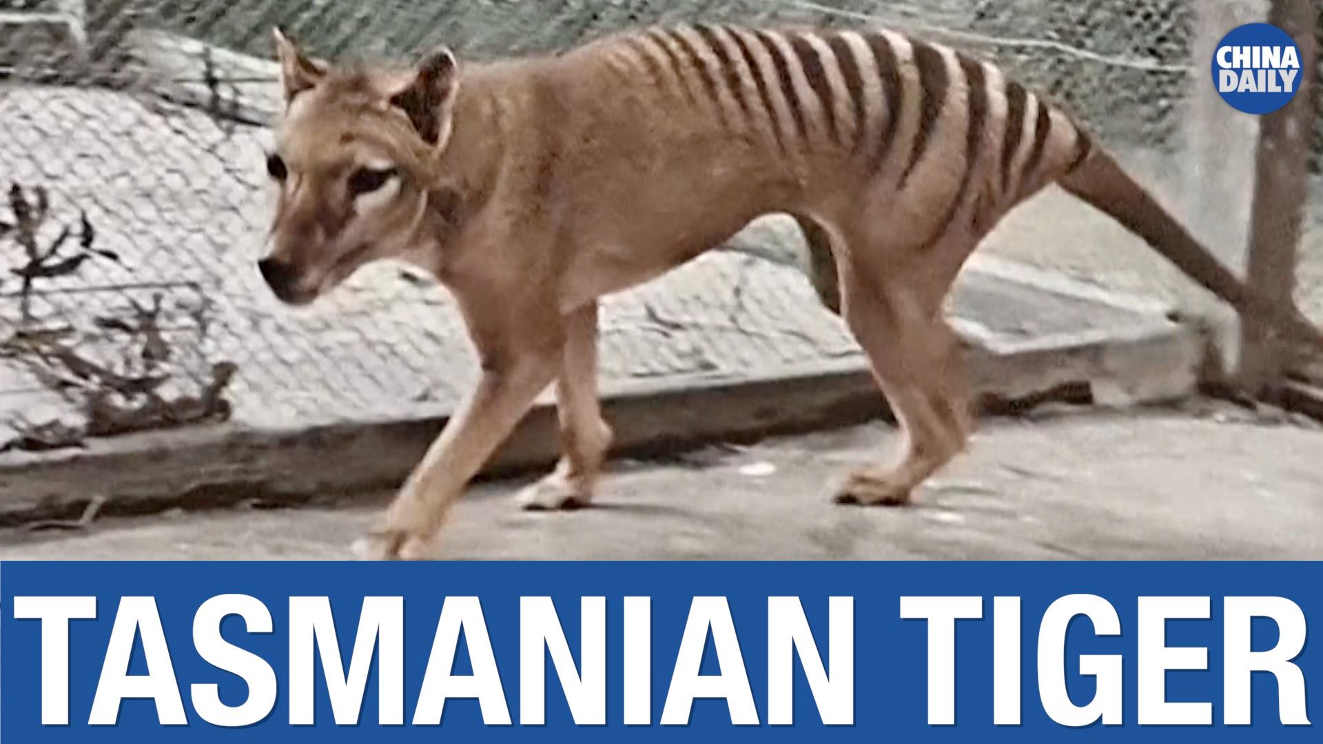 Century-old footage of the last known Tasmanian tiger in captivity