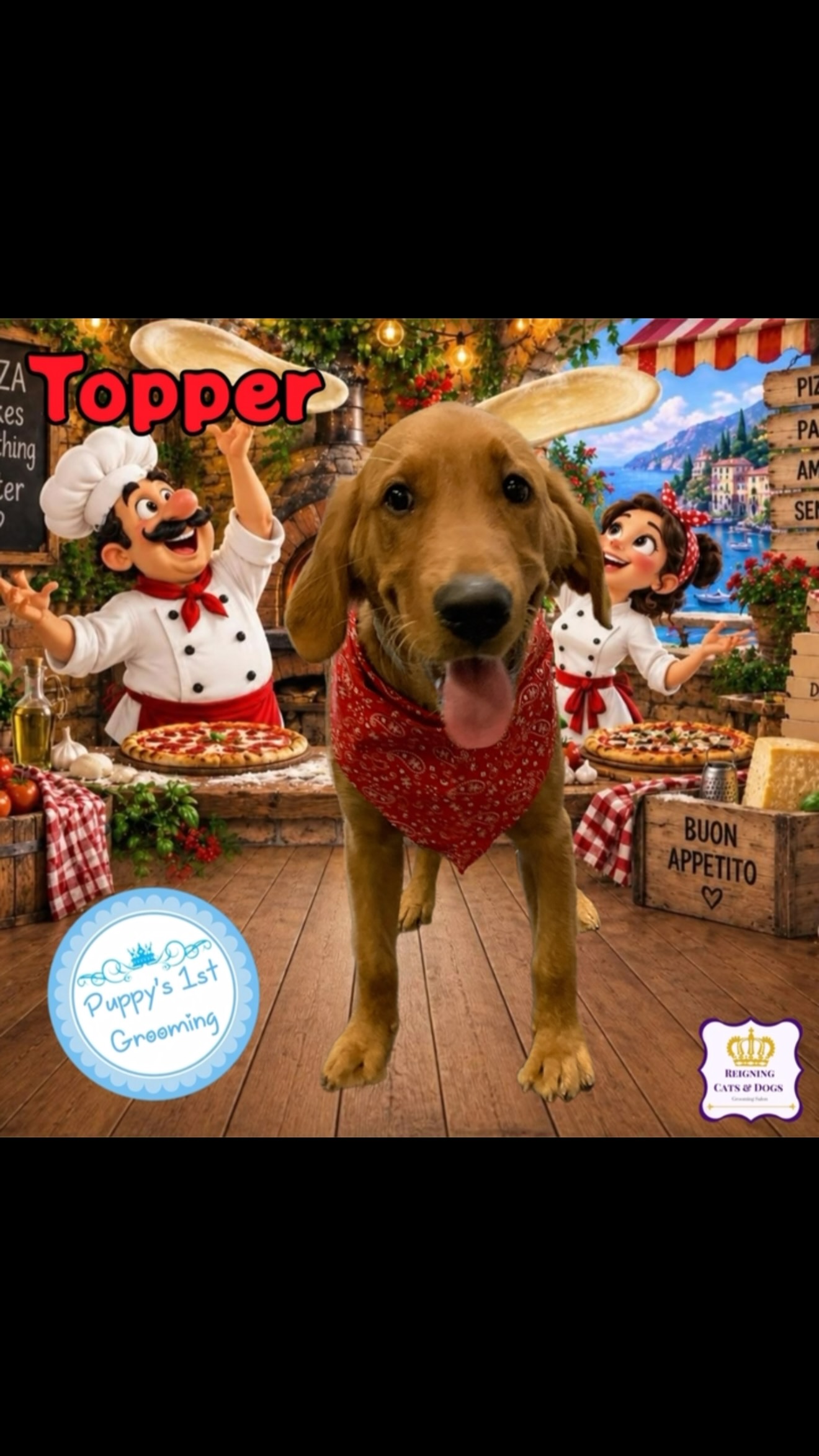 Reigning Cats & Dogs | Hillsdale NJ