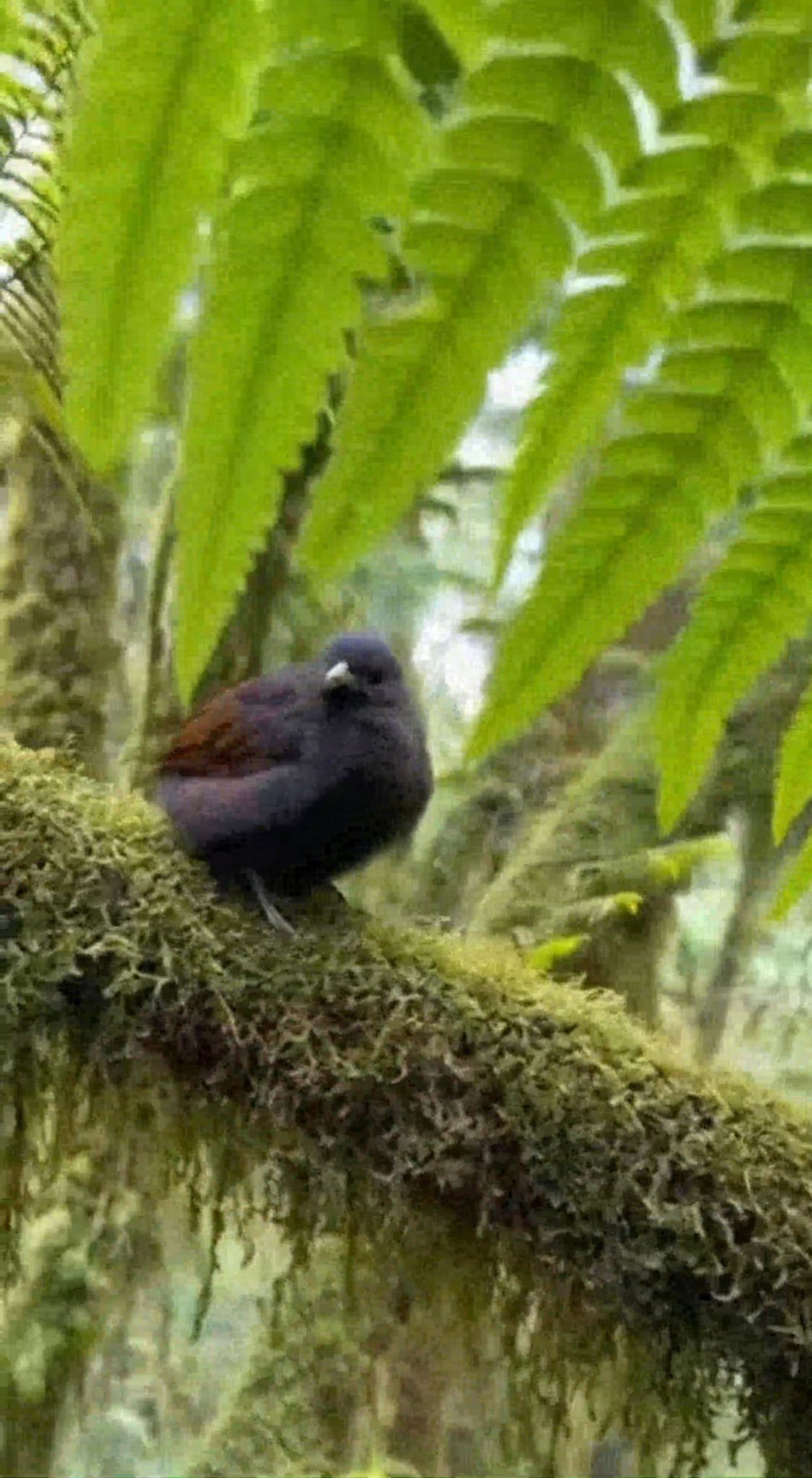 This baby Huia shouldn’t exist… I offered it food — and it jumped into ...