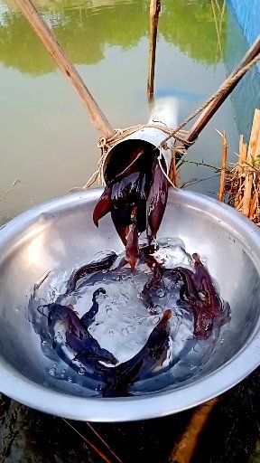 “New Pipe Fishing Technique” #fishing #villagefishing #riverfishing # ...