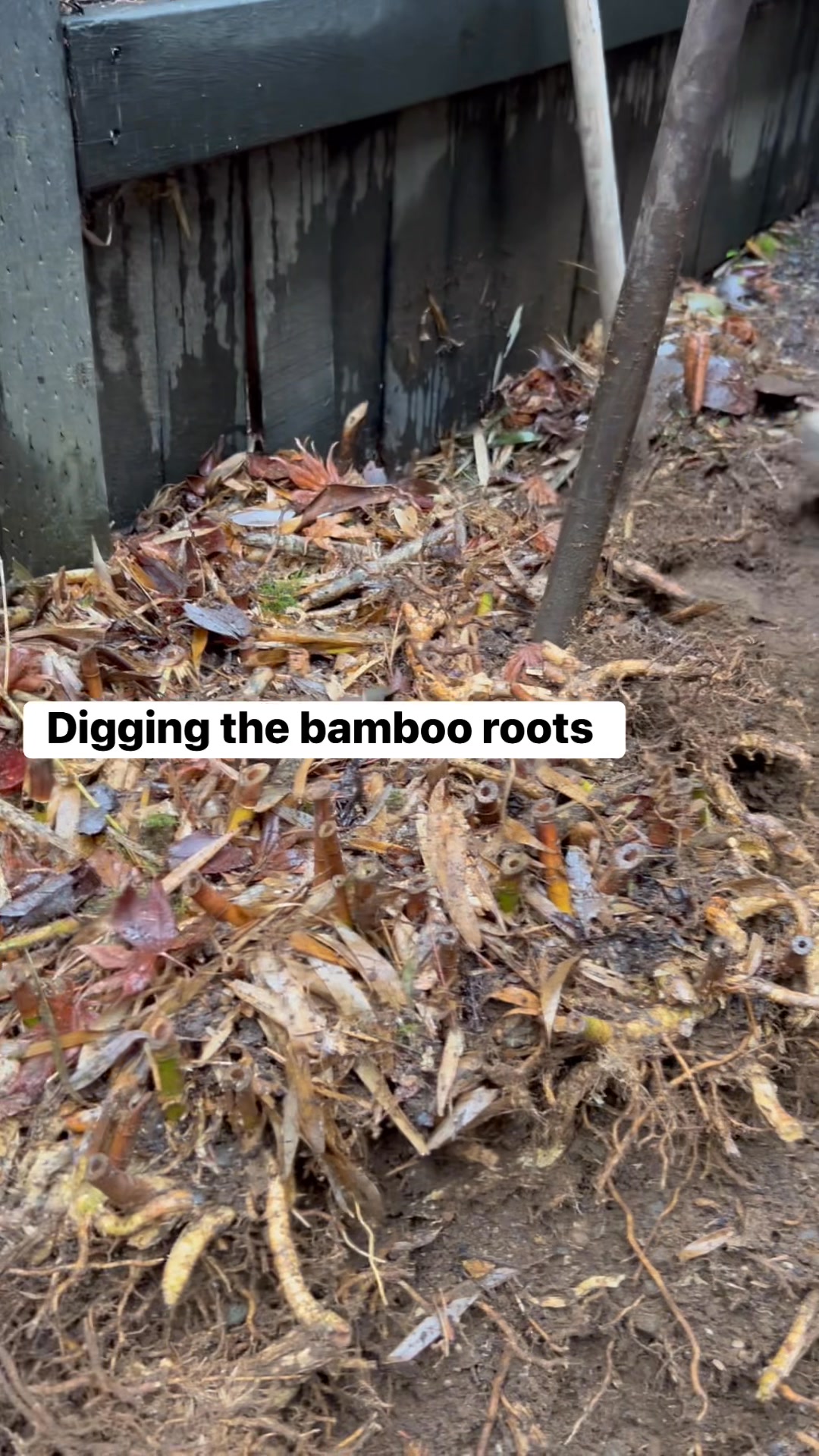 #Digging the bamboo roots #ShareLikeFollowComment | Belton Vlog Sabado ...