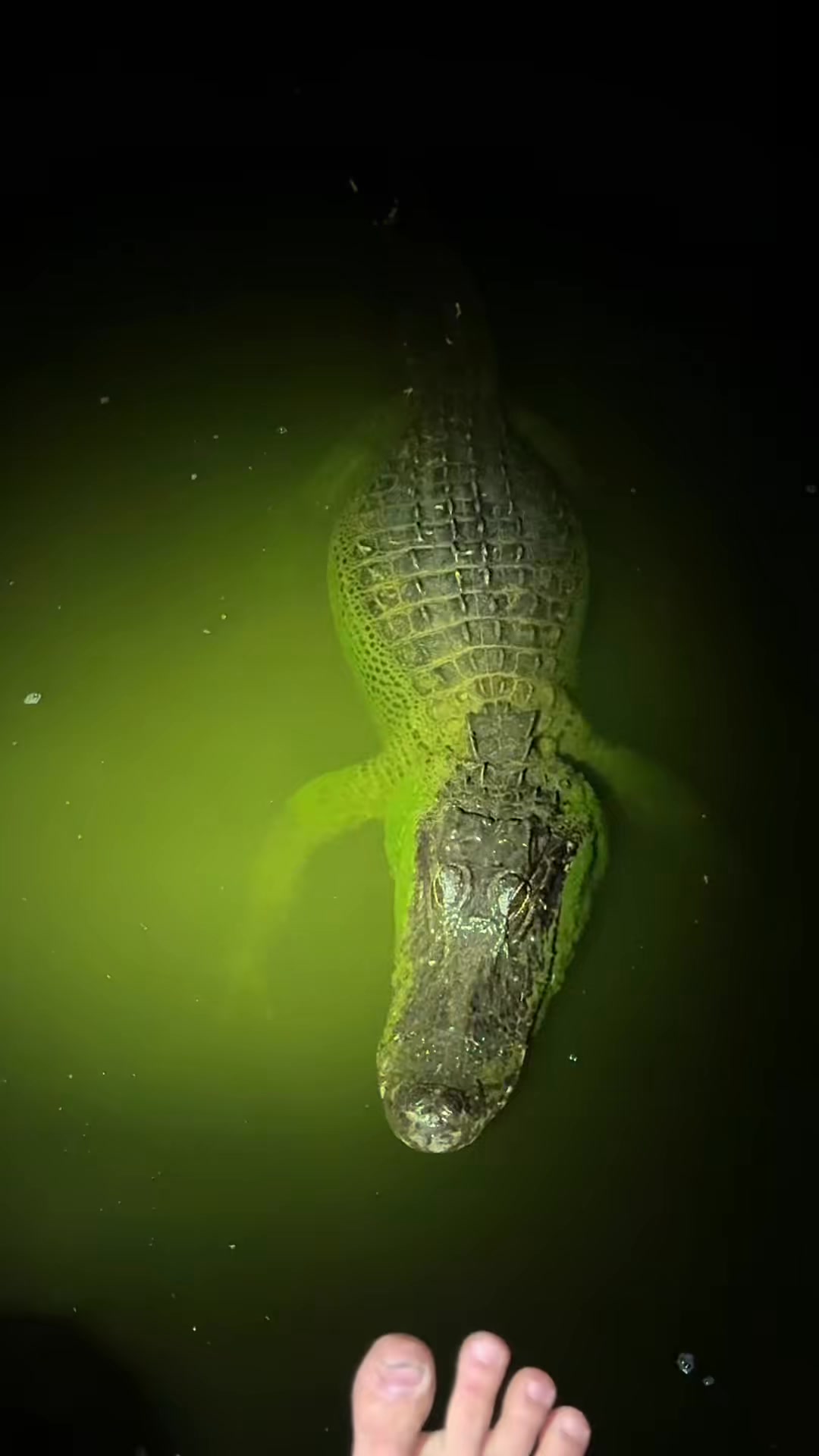 ooking for a 20 foot python! #fblifestyle #everglades#florida#wildlife# ...