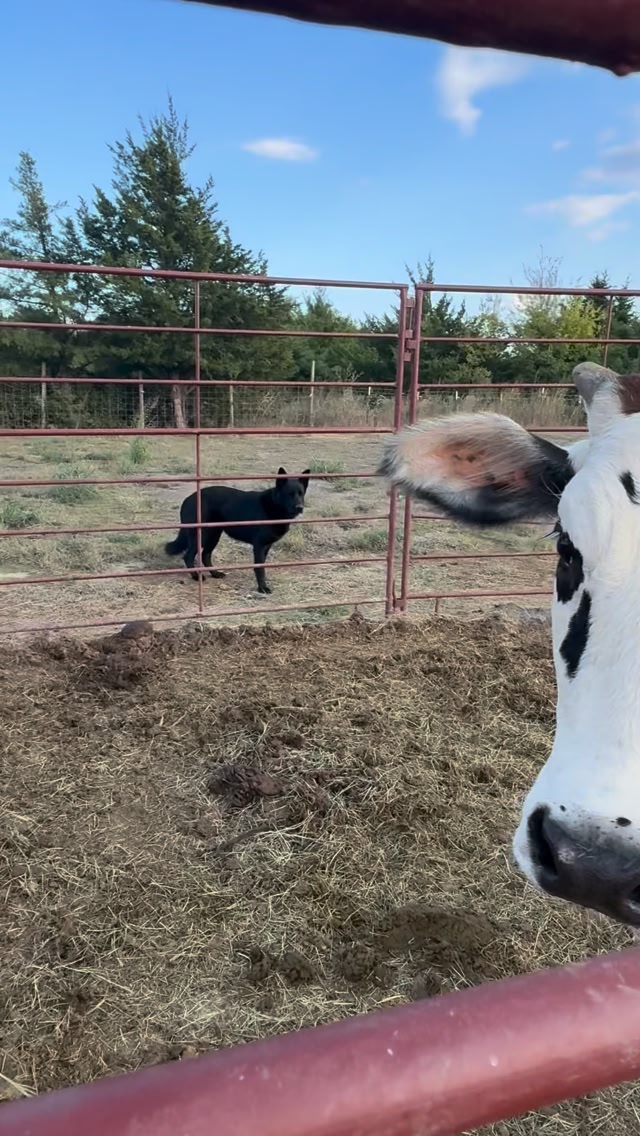 426 Hang Time loves post feed turn out, can’t you tell? This lady is ...