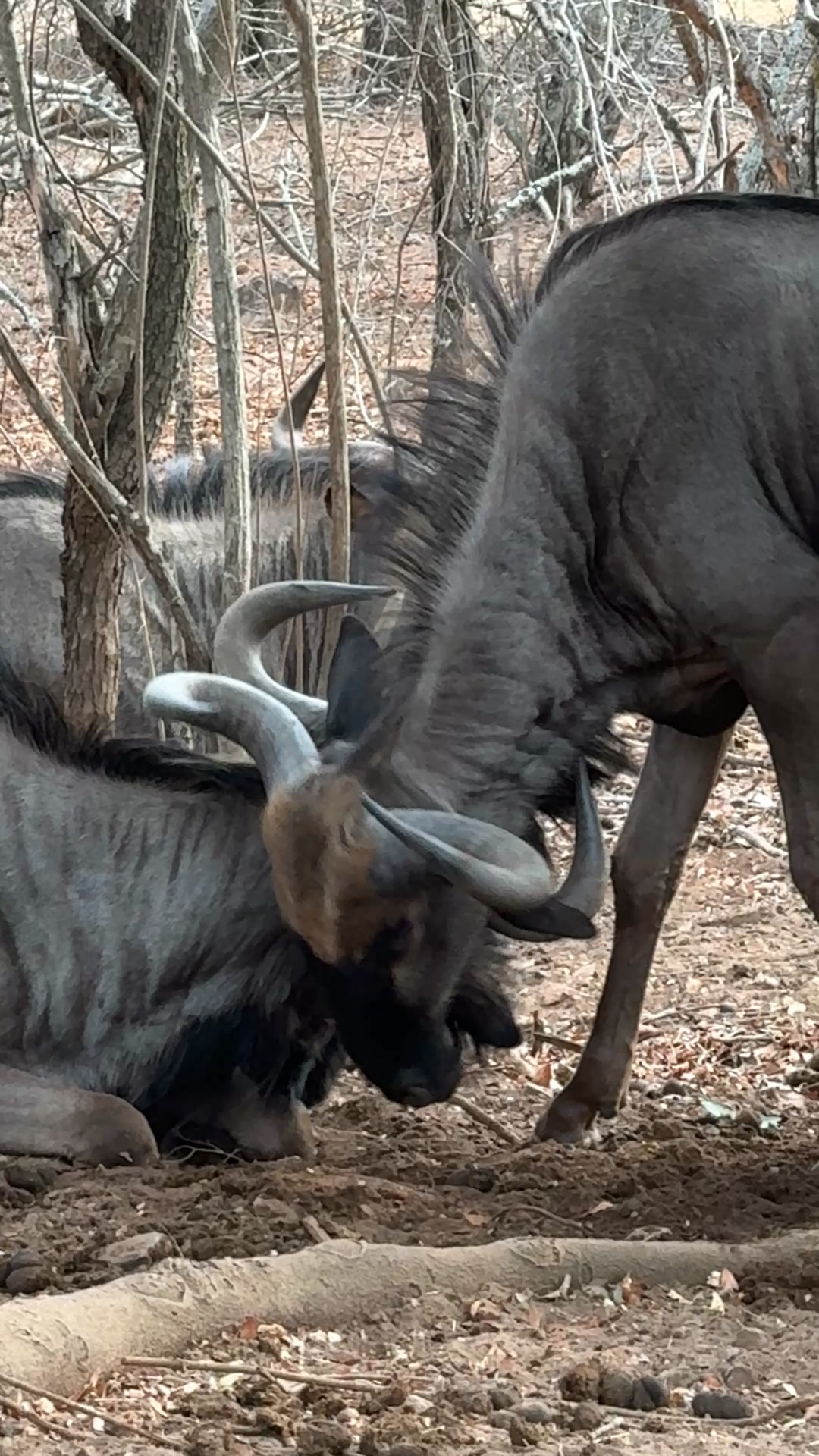 Wildebeest Can’t Be Bothered To Get Up and Fight 😁🐃🐃 #animals #wildlife ...