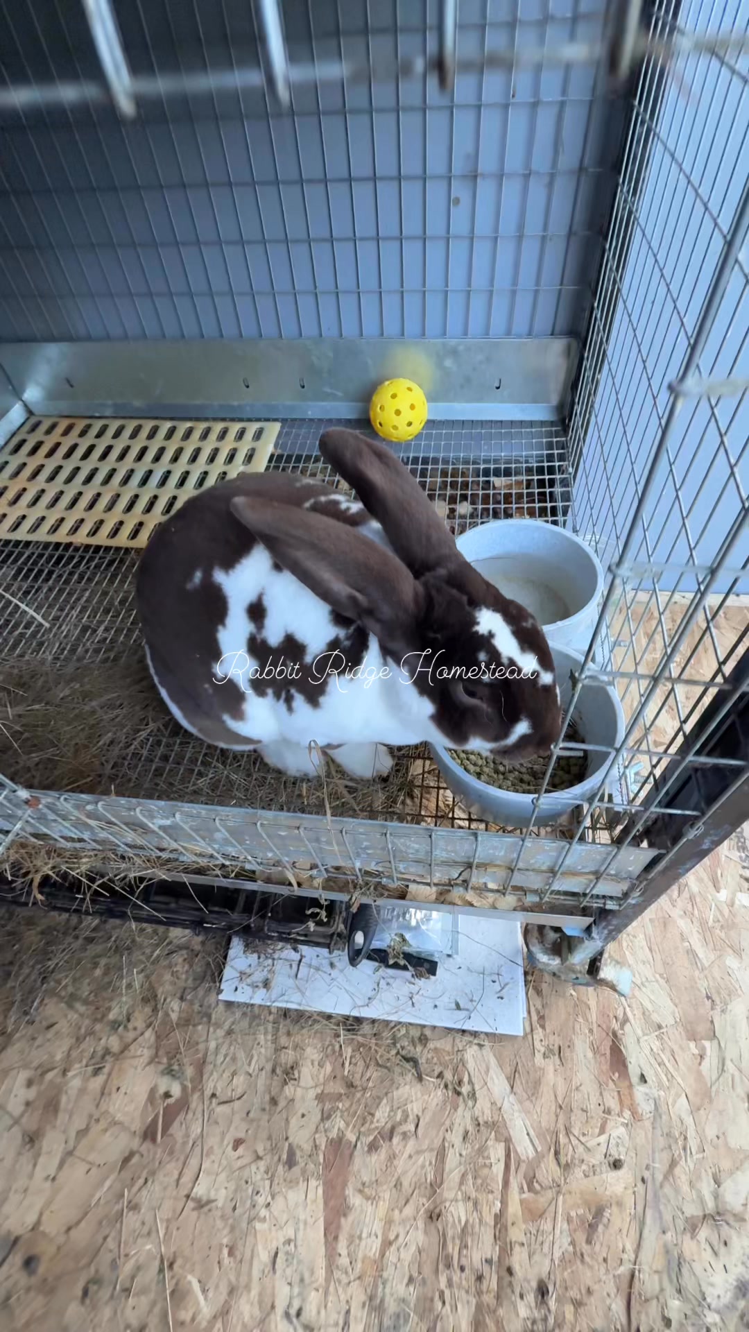 Teddy ️ from SunStone Orchard & Rabbitry he will be breeding nova and ...