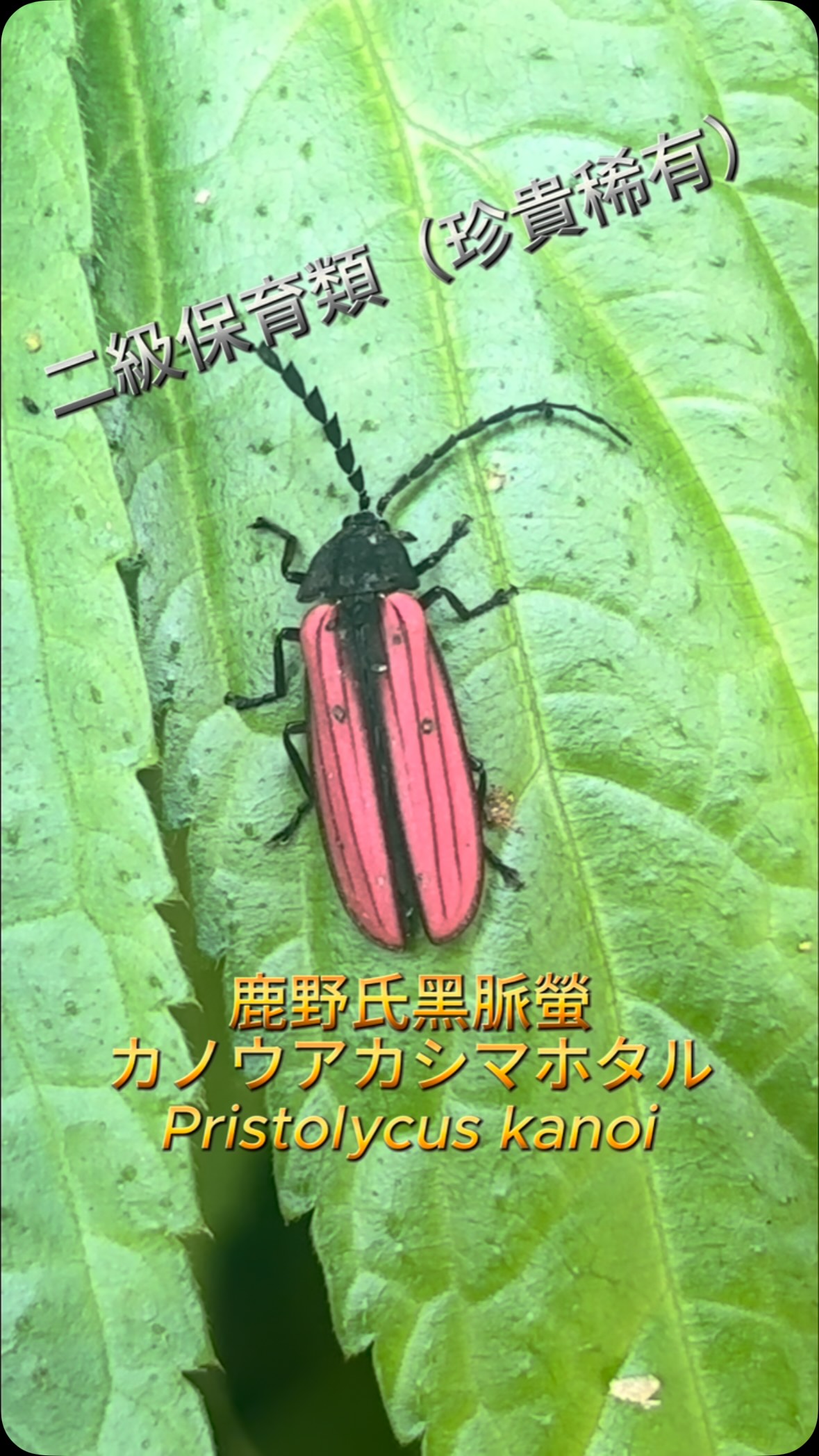 カンボジア産 奇形種 il_fullxfull.6634907668_b438.jpg